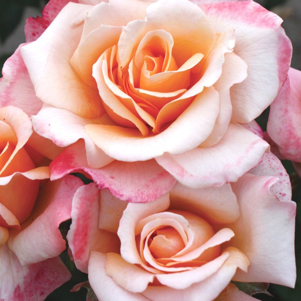 Hybrid Tea Rose Live Plants 2 Piece B138603