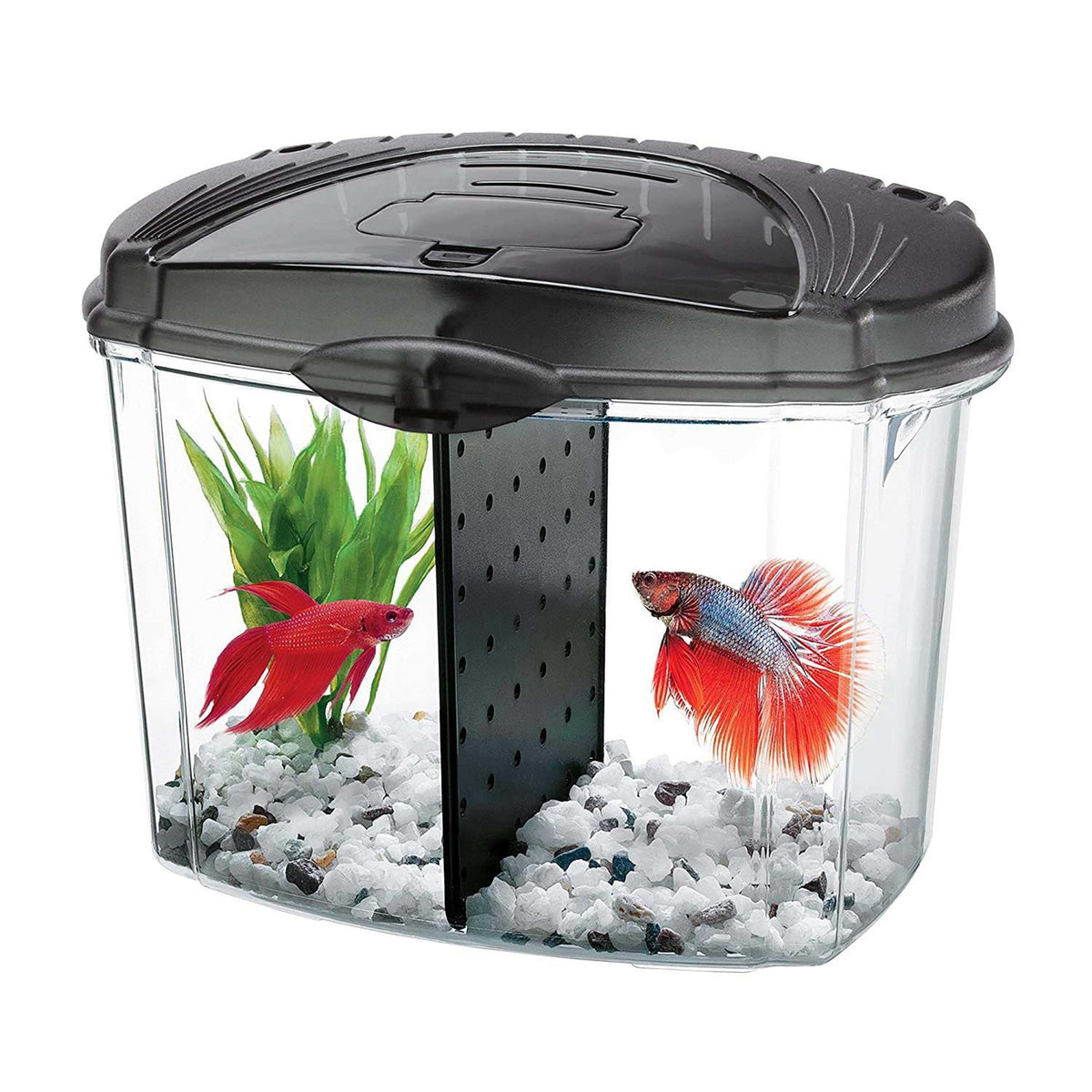 Betta Bowl Kit G807