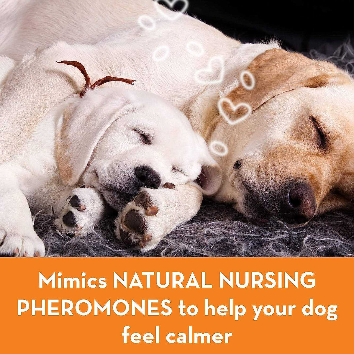 Calming Dog Collar B17774
