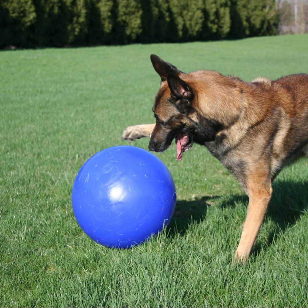 Push n Play Ball J328