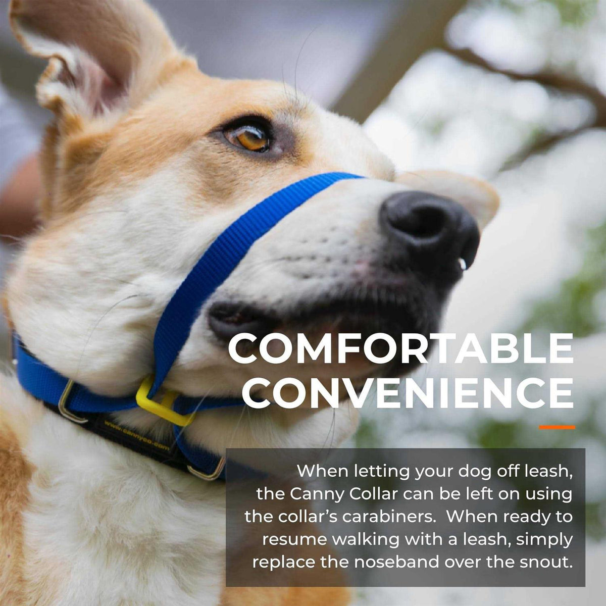 Padded Dog Training Head Collar N214510