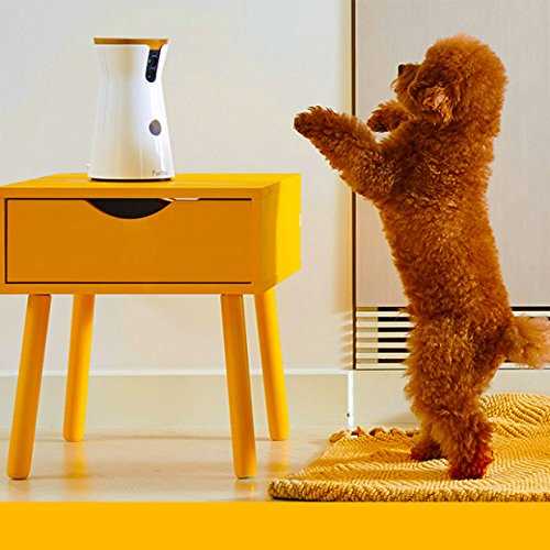 Dog Camera V22369