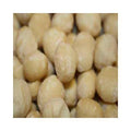 Raw Macadamia Nuts 5 lb Z95834