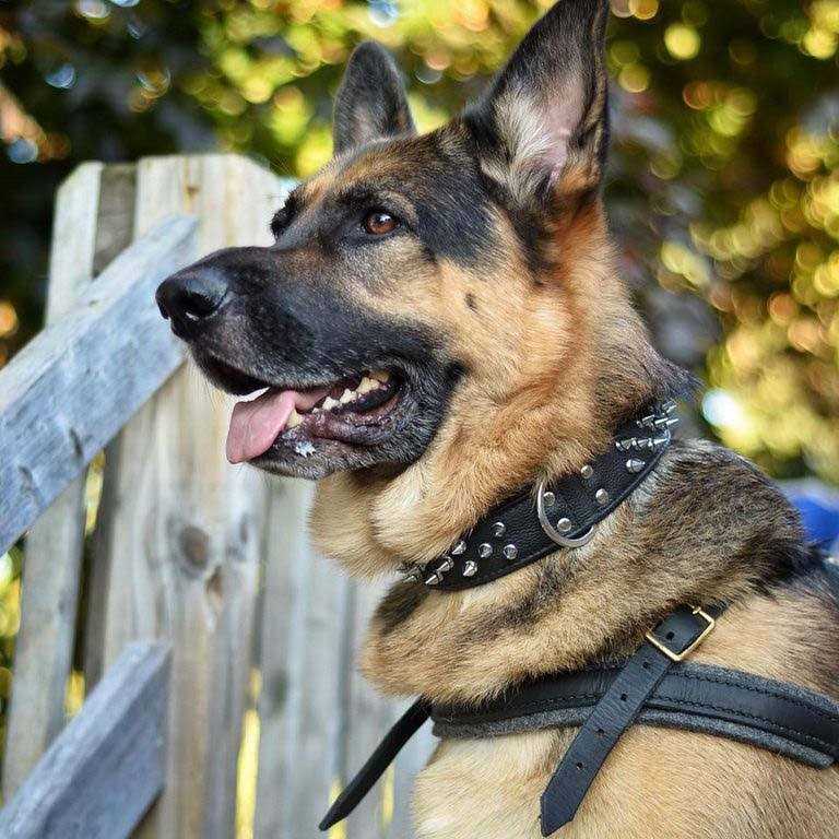 Dog Collar X946