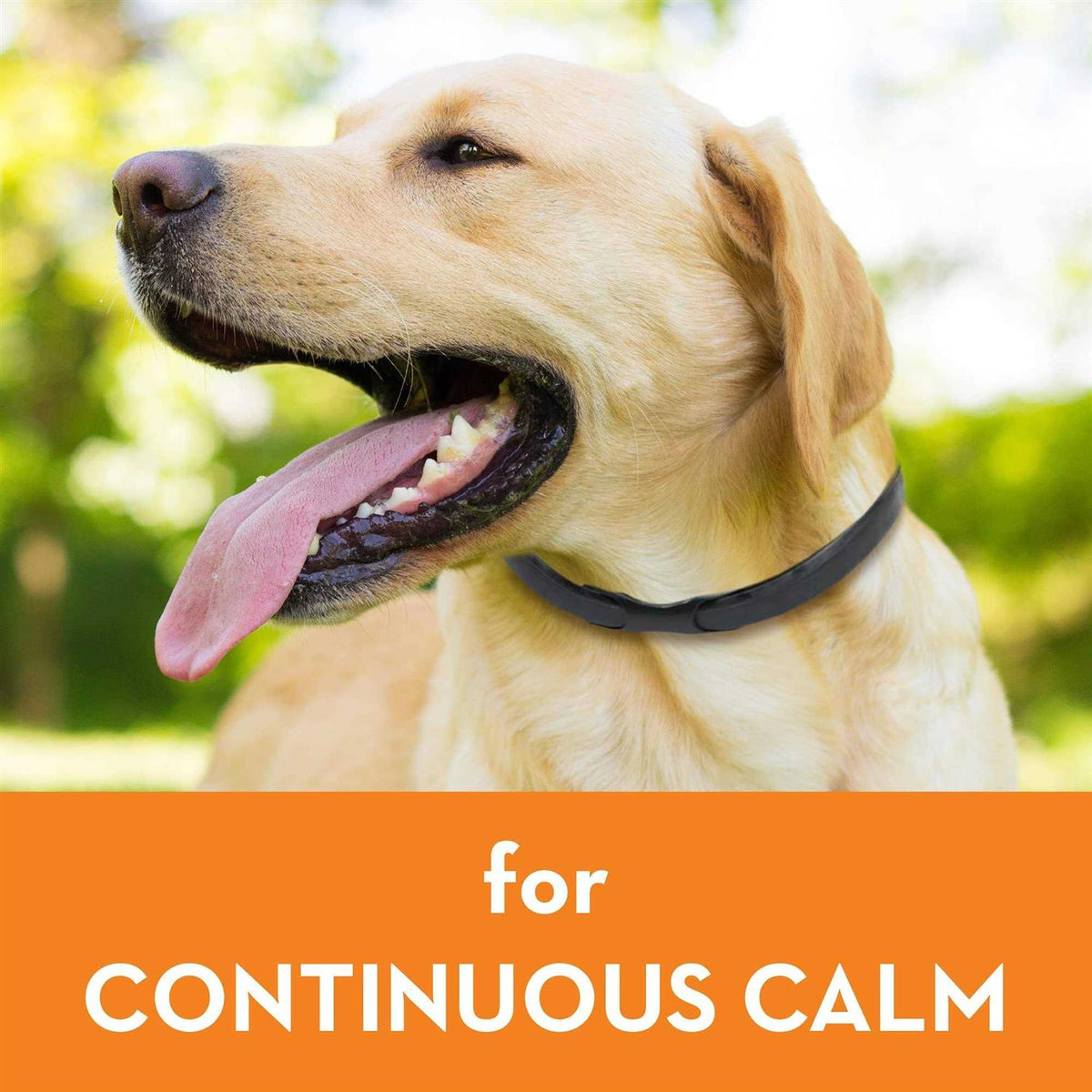 Calming Dog Collar B17774