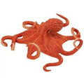 Giant Pacific Octopus V394