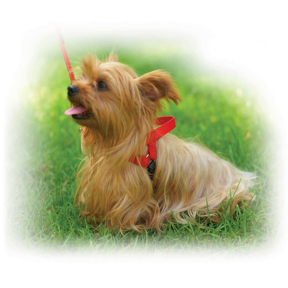 Pet Harness G548