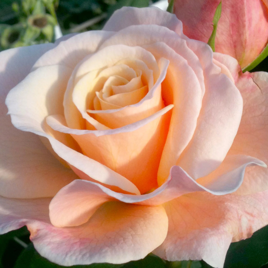 Hybrid Tea Rose Live Plants 2 Piece B138603