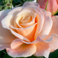 Hybrid Tea Rose Live Plants 2 Piece B138603