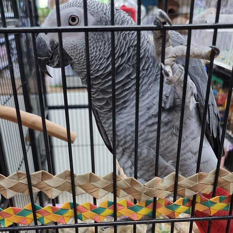 Bird Toy N902