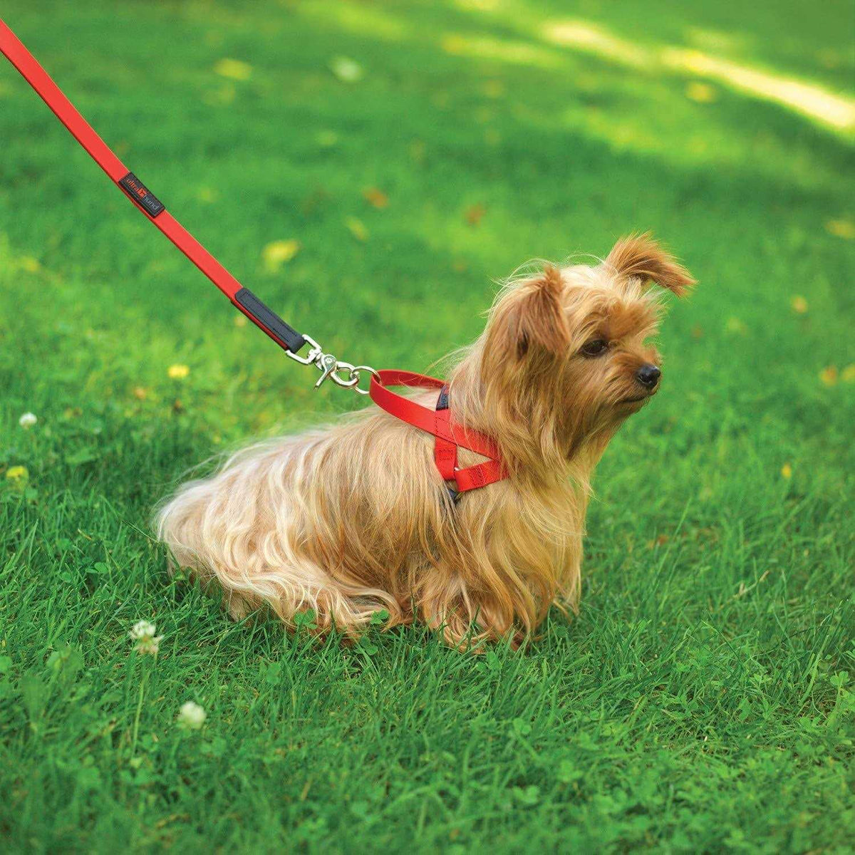 Pet Harness G548