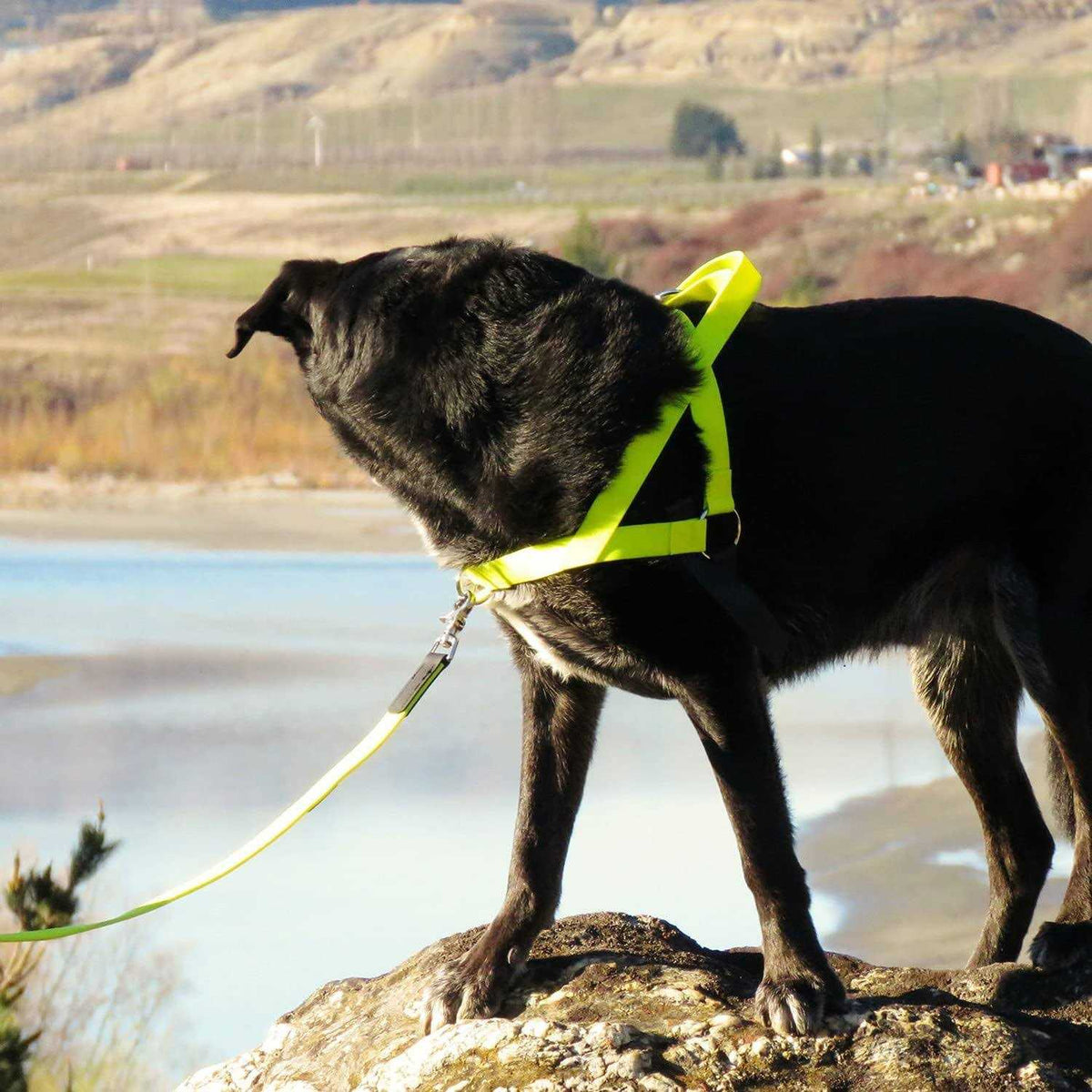 Pet Harness G548